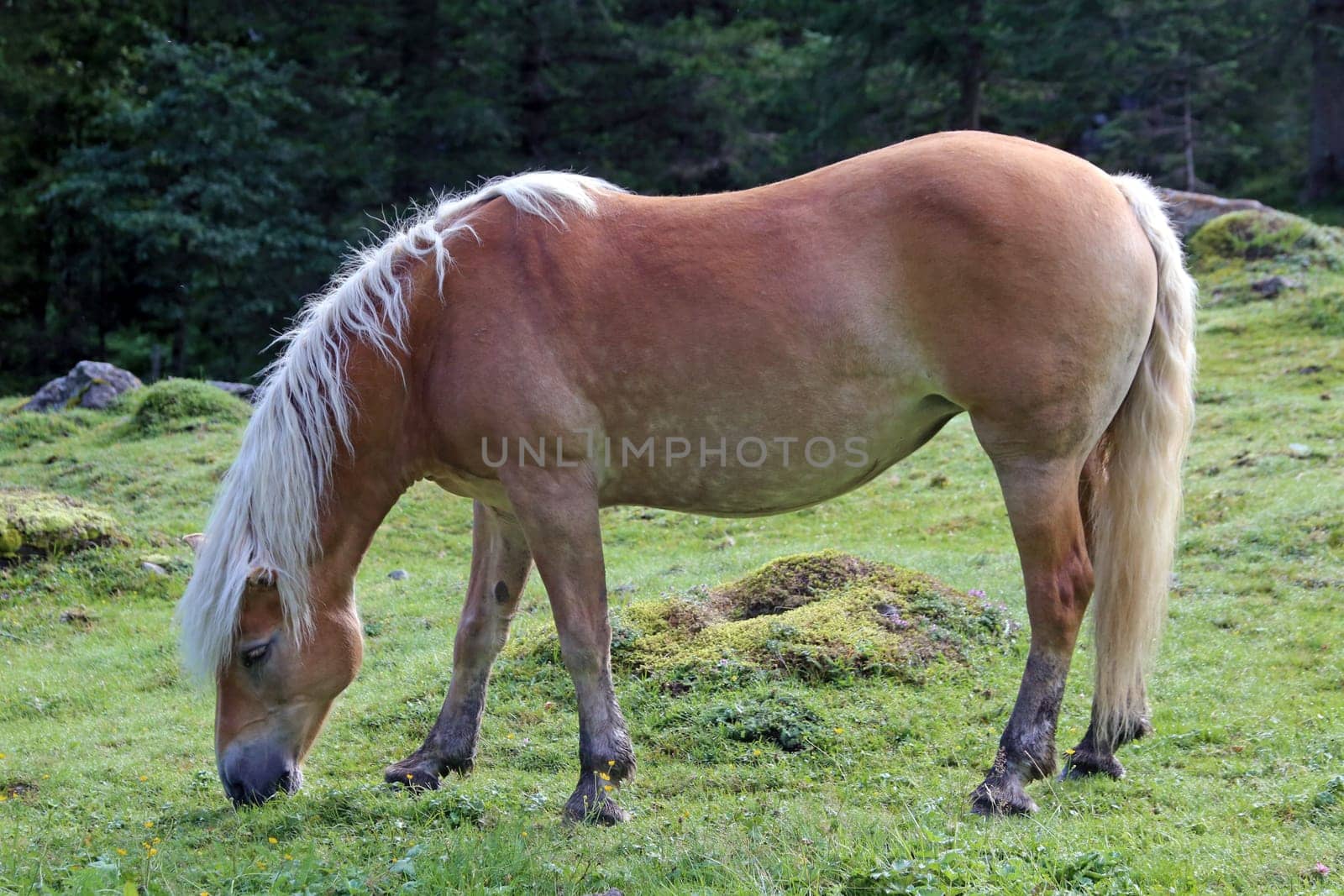 Haflinger in Upper Pinzgau
