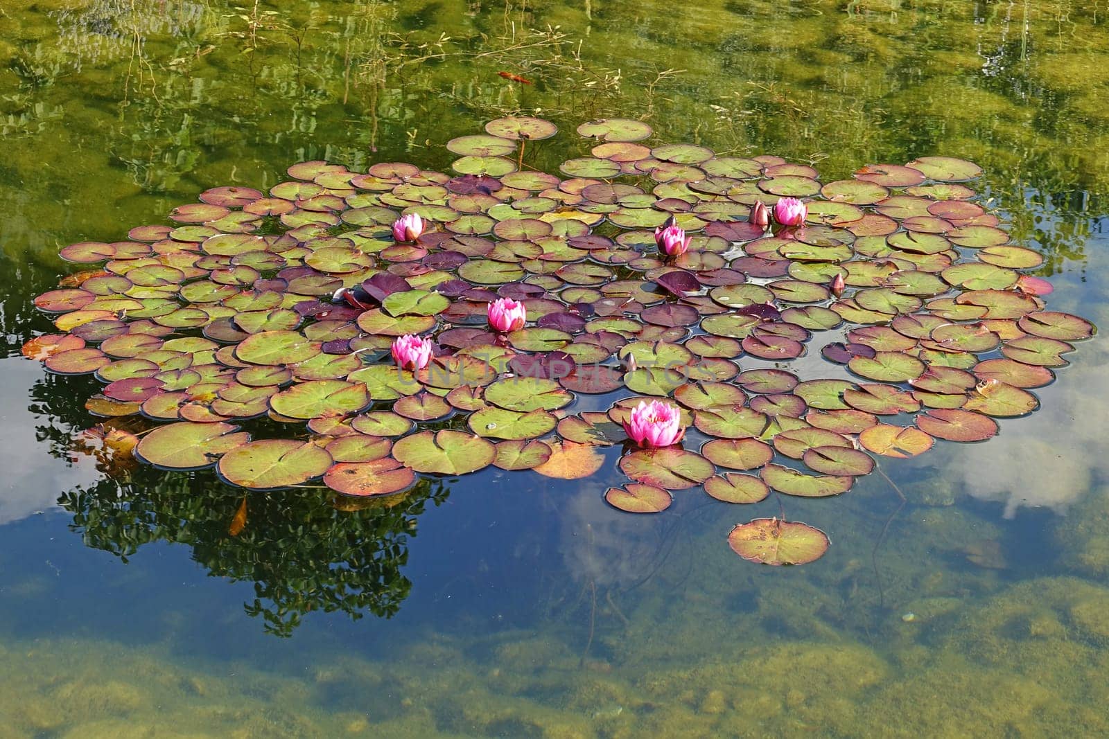 Pink water lilies bloom in the garden pond