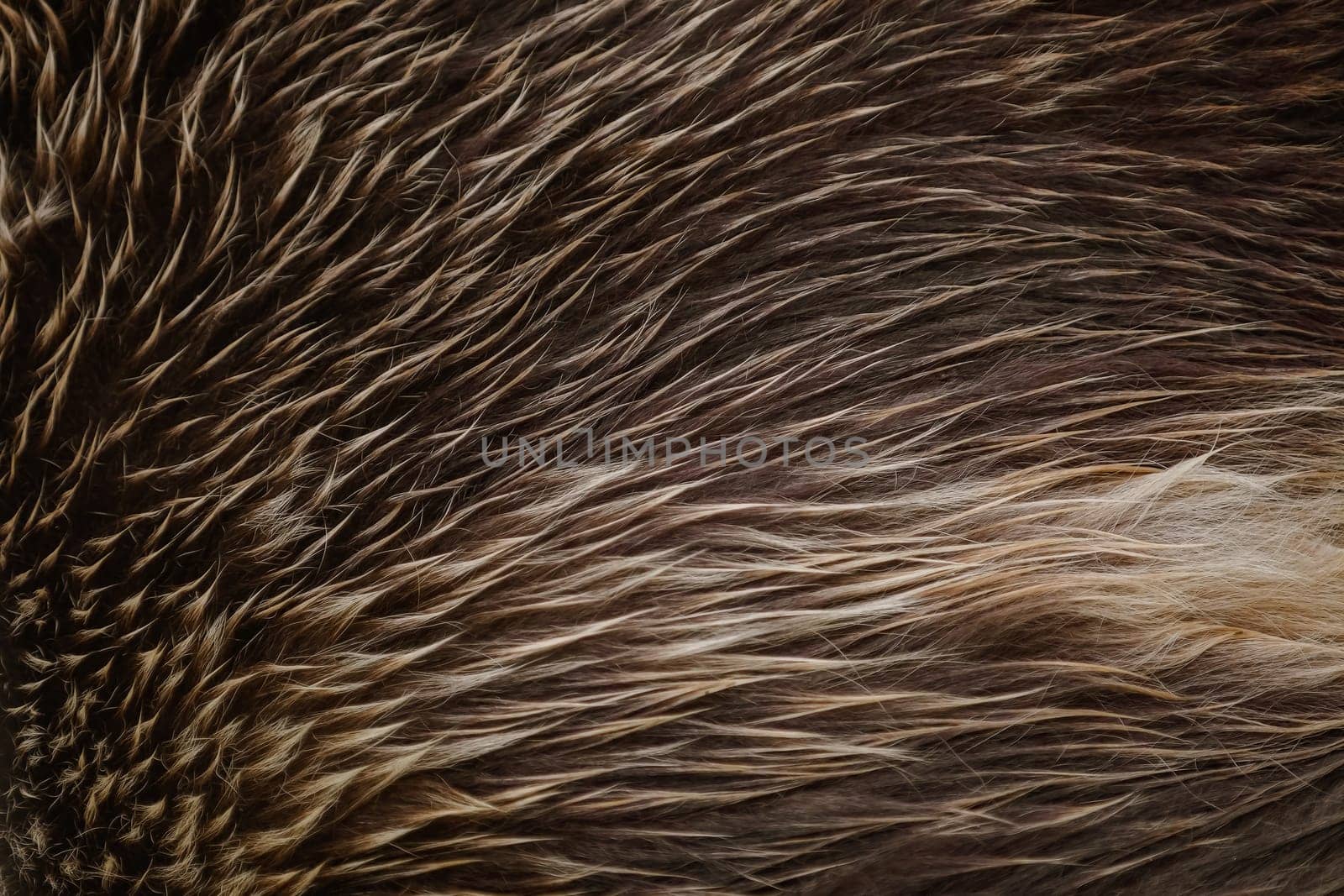 Brown Bear (ursus arctos) Fur Abstract Background