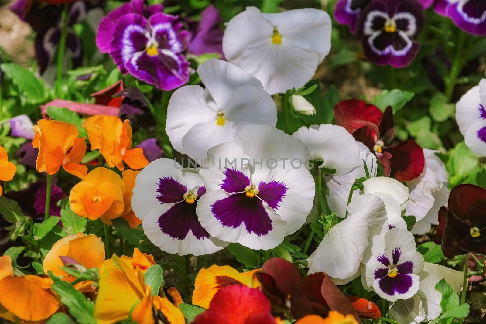Flower Bed with Pansies of Different Colors