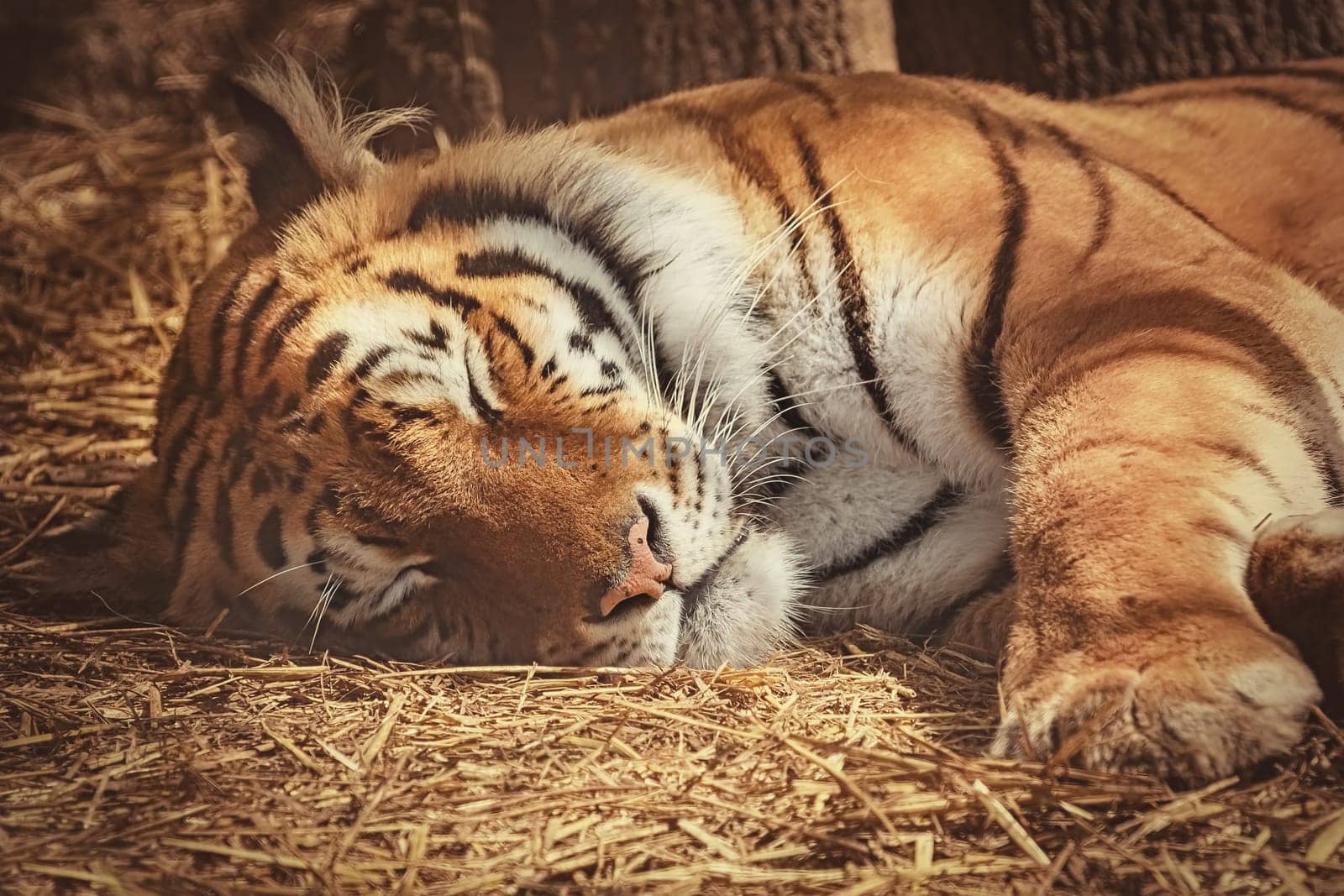 Portrait of Sleeping Tiger on the Hay