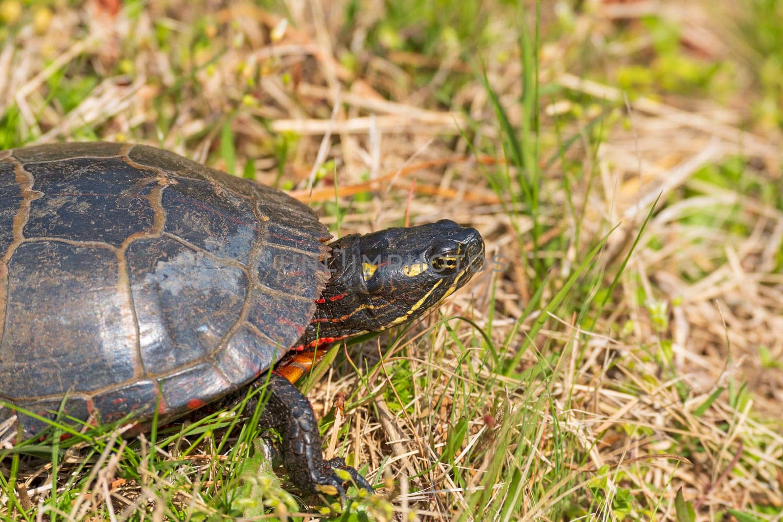 Head Deatails of an Eastern Painted Turtle in the Chincoteague National Wildlife refuge in Virginia