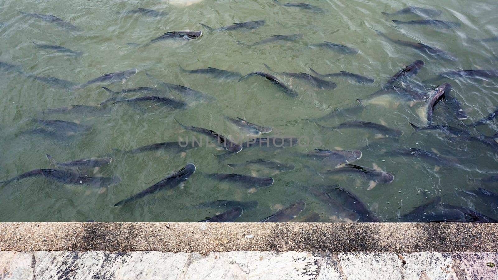 catfish swim river green water nature