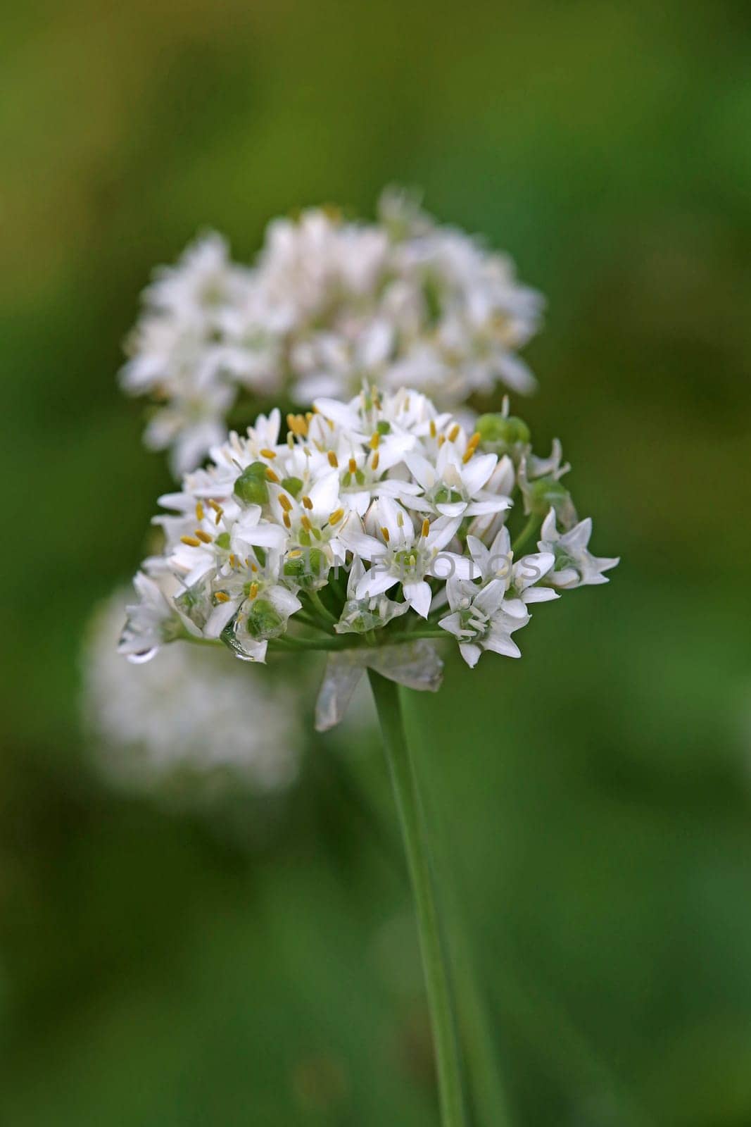 Cut garlic or garlic chives Allium tuberosum