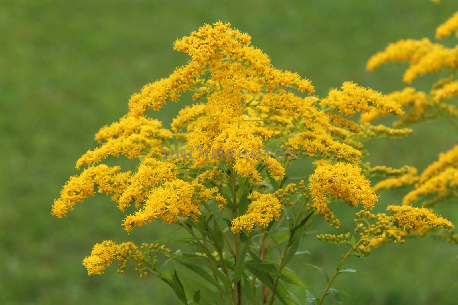 Canadian goldenrod Solidago canadensis