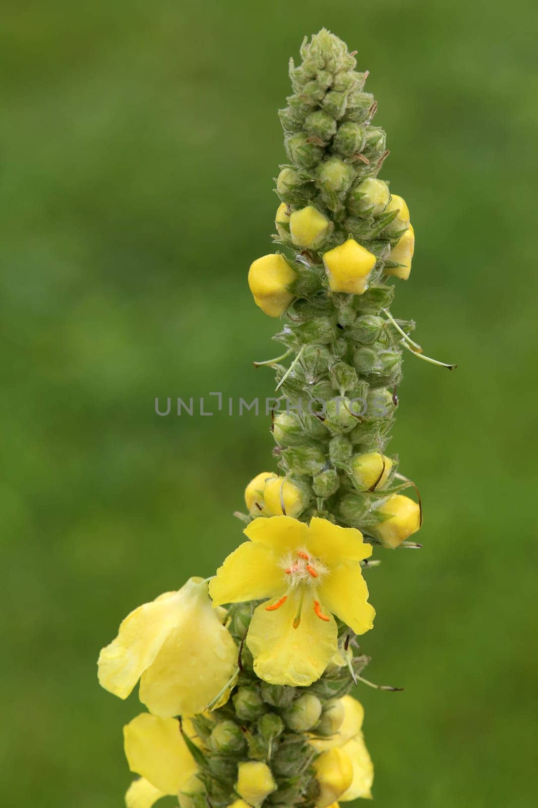 Flowers Small-flowered mullein Verbascum thapsus