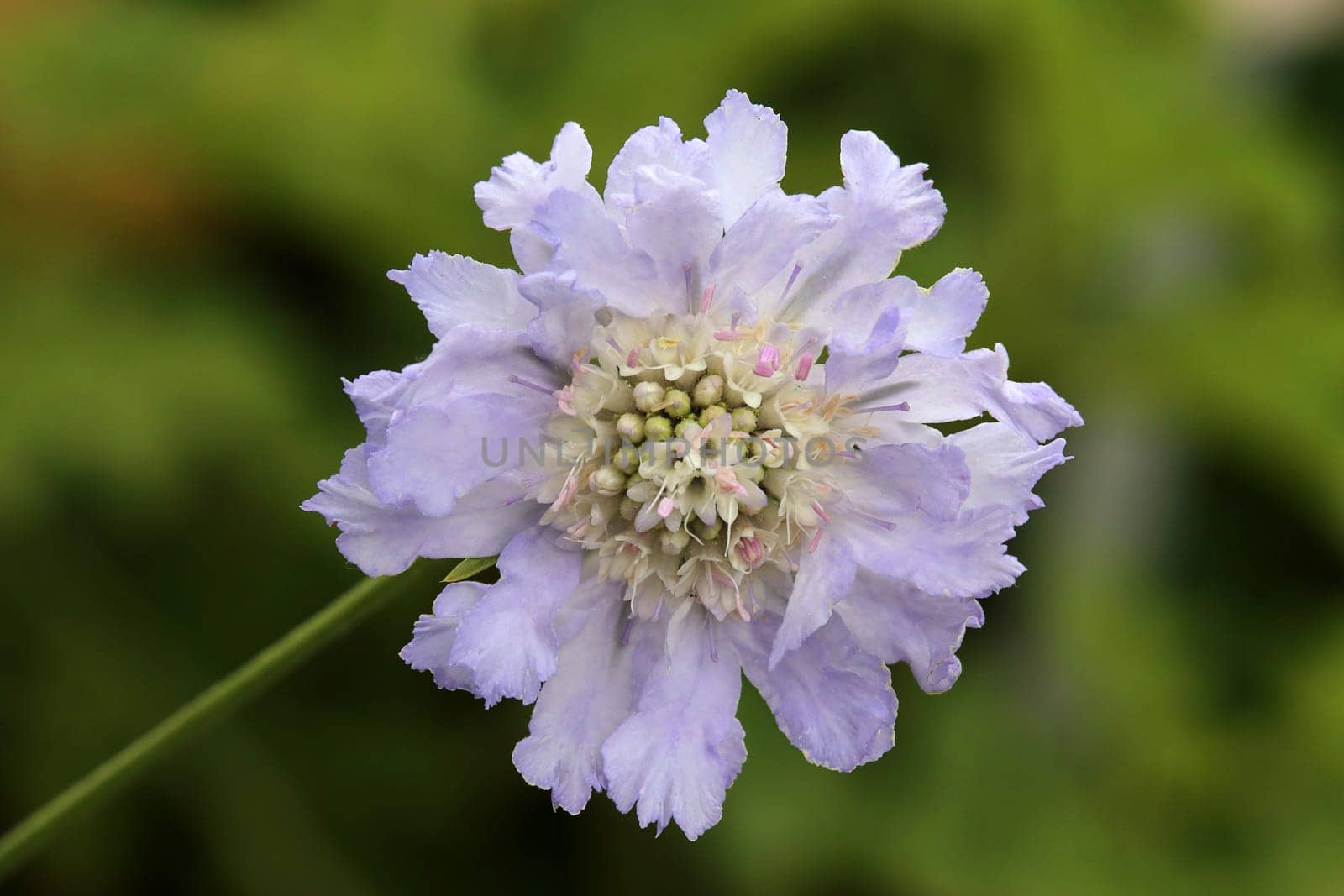 Caucasian widow flower Scabiosa caucasia