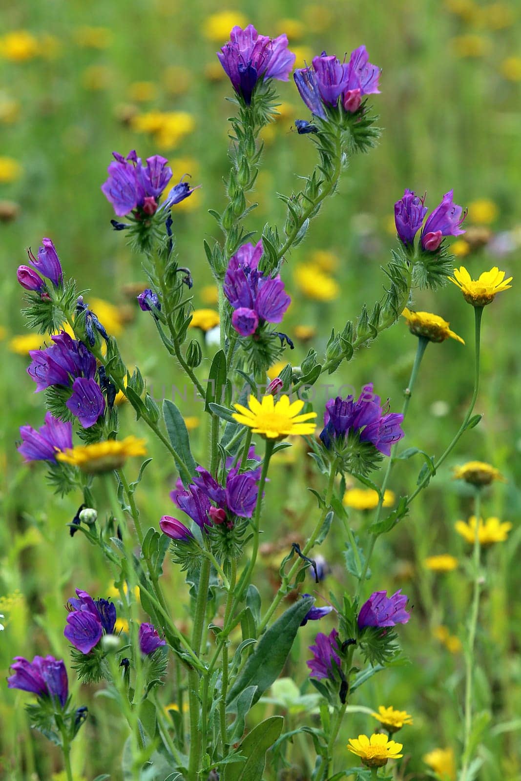 Viper's head Echium vulgare on a colourful flower meadow