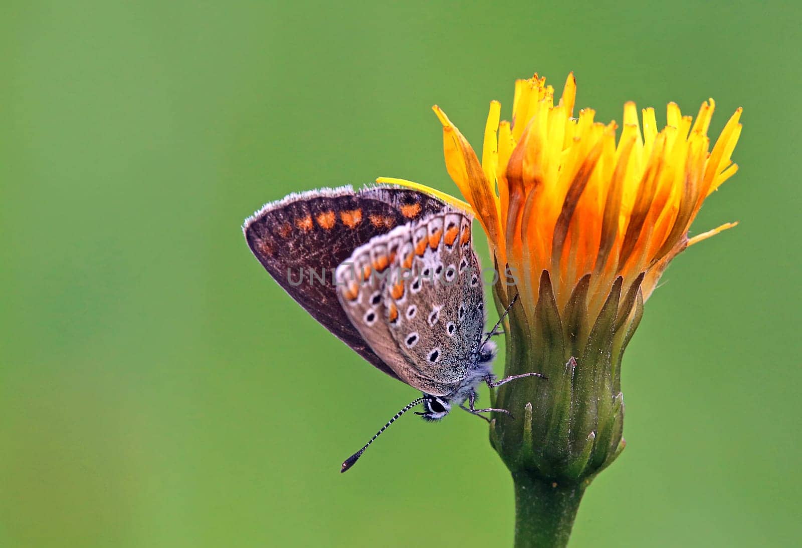 Macro image Polyommatus icarus from Uttendorf im Pinzgau