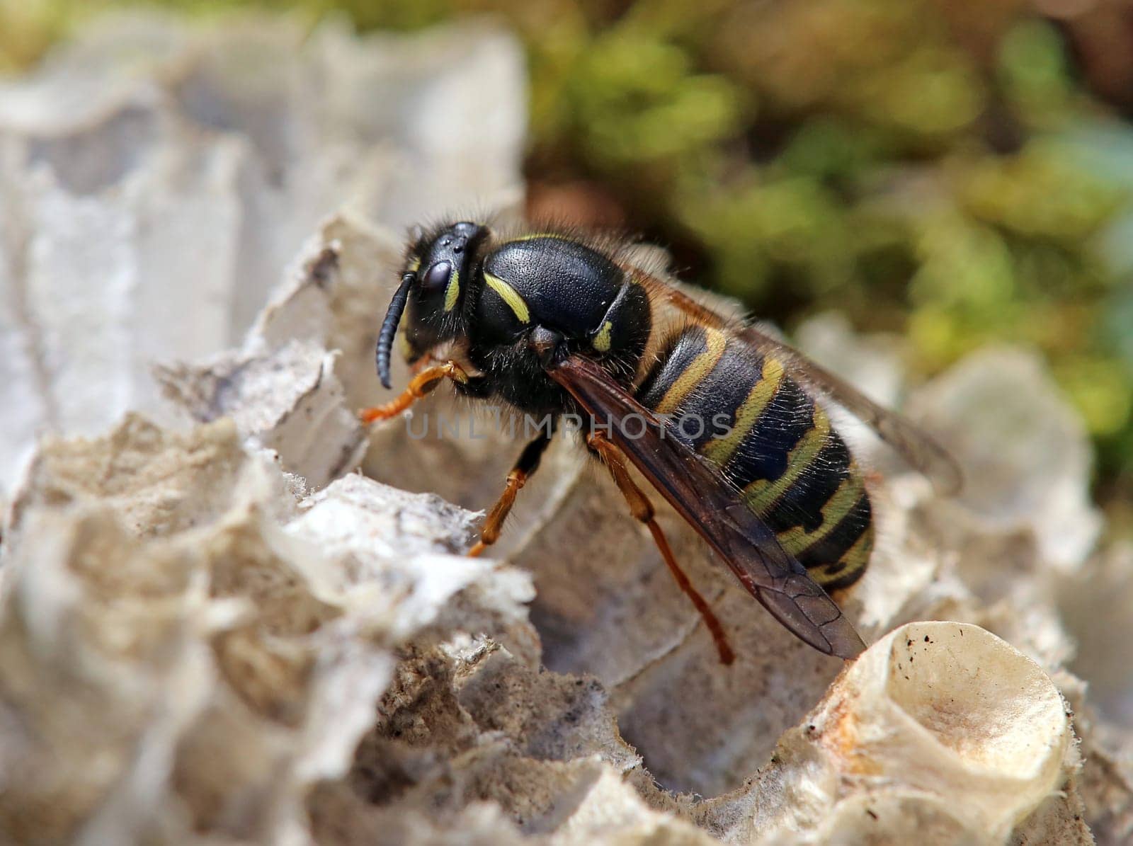 Queen of the red wasp Vespula rufa from Hintersee near Mittersill