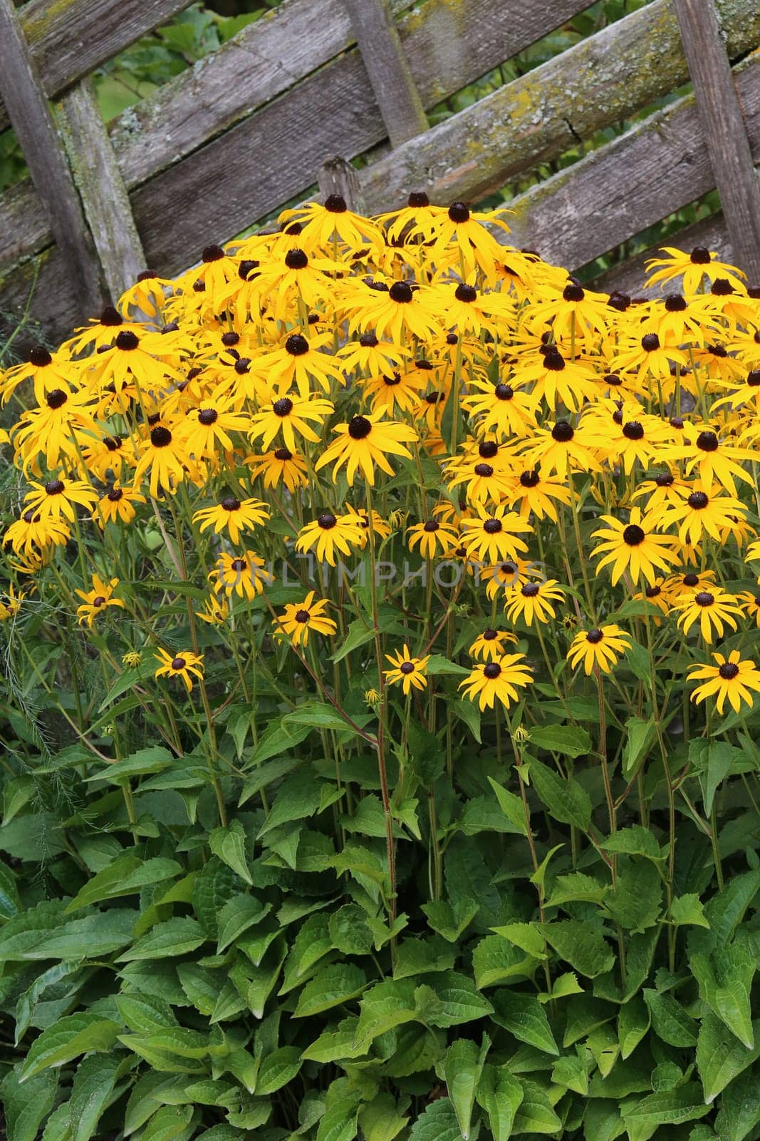 Echinacea Rudbeckia fulgida at the garden fence