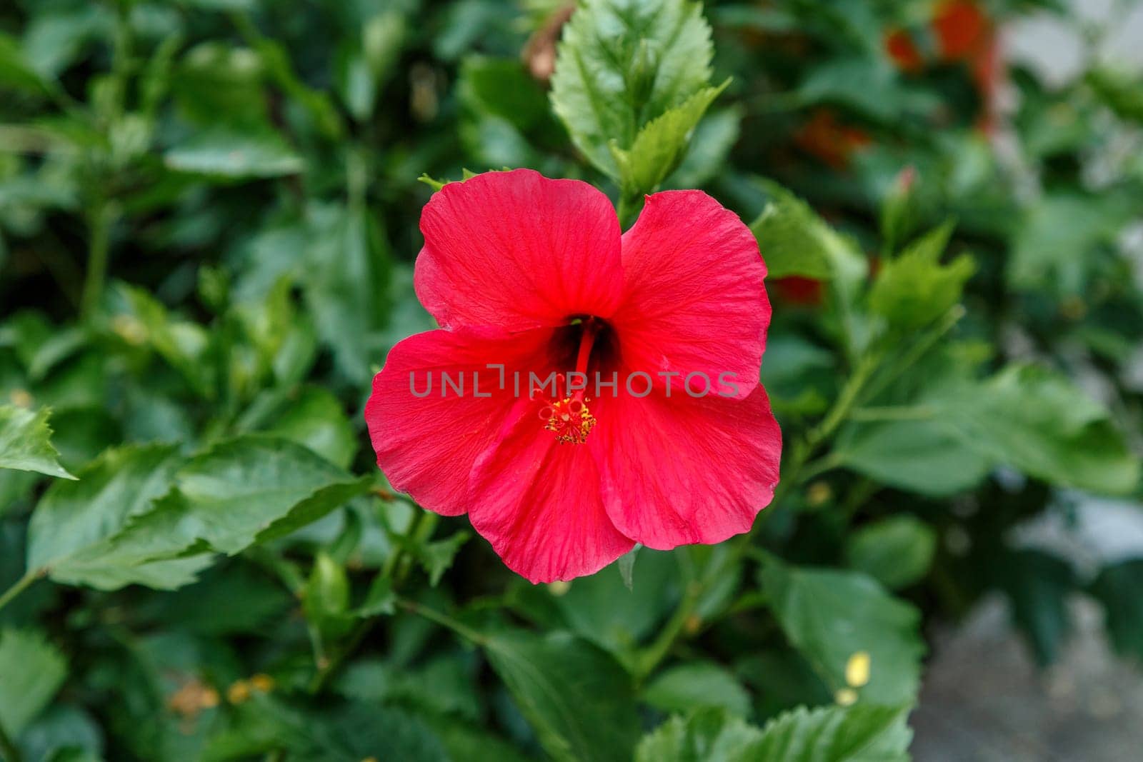 Red subtropical shrub flower on the background of green leaves