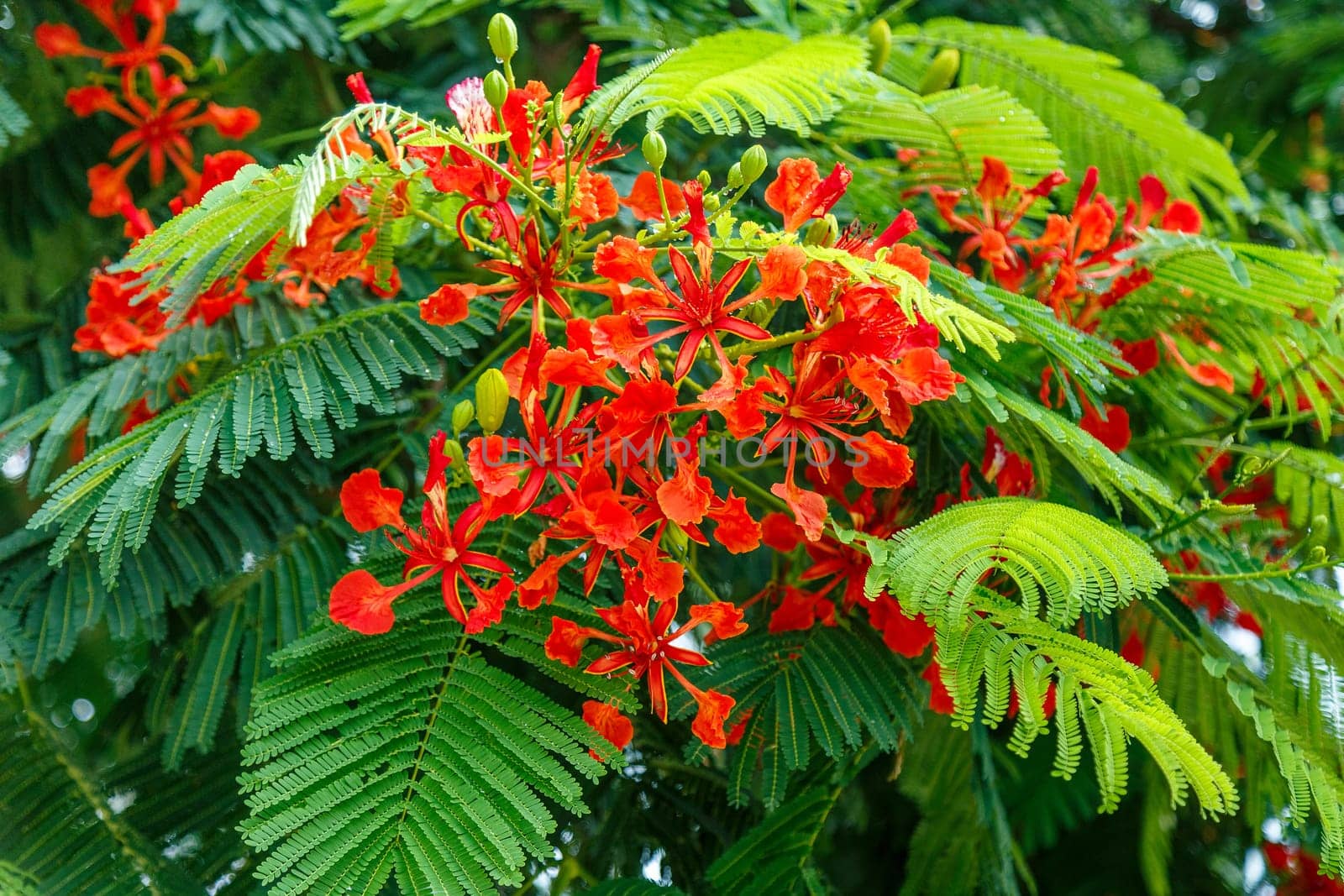 Exotic red flowers of a tropical tree on a background of green leaves
