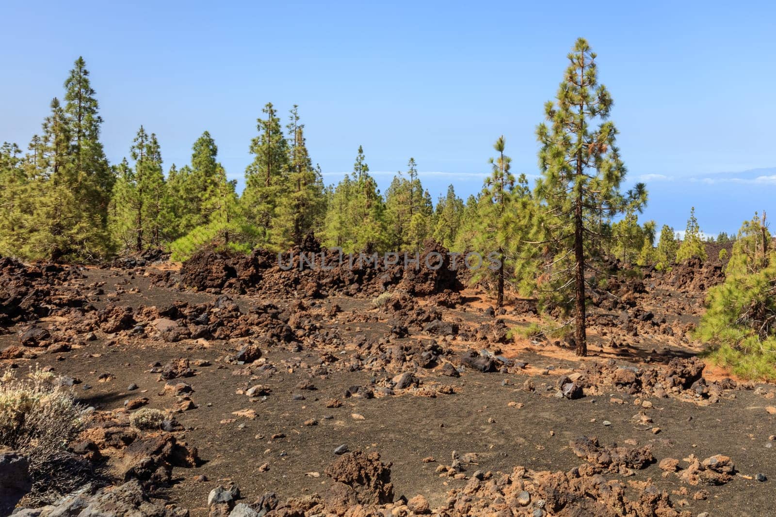 Canary Island pine forest in Teide National Park, Tenerife