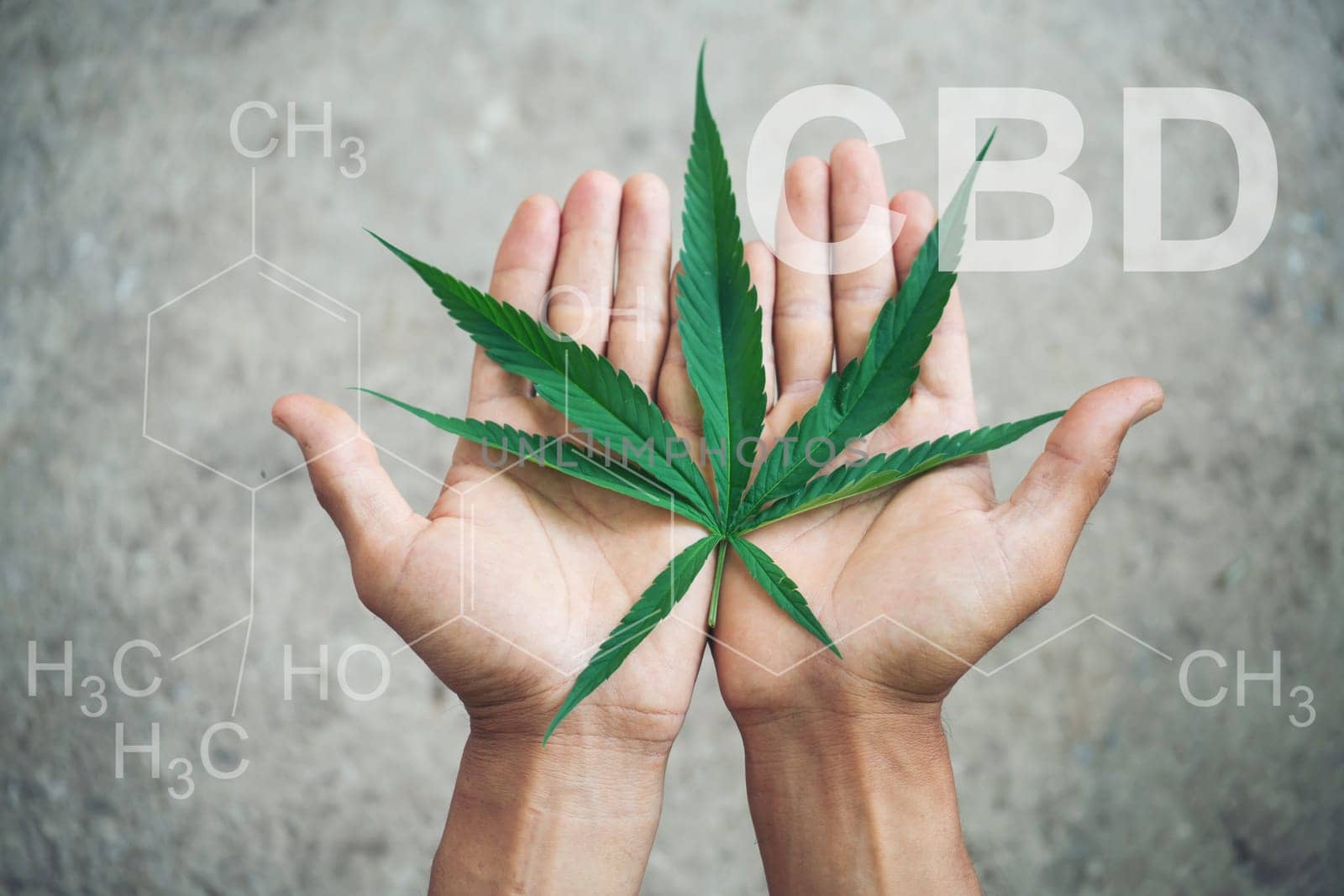 Hand holding marijuana leaf with cbd thc chemical structure