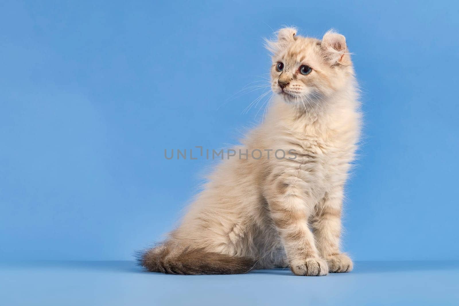 Pedigree cat American Curl (Felis silvestris catus),longhair,sitting,blue tabby point,cub,10 weeks,blue background