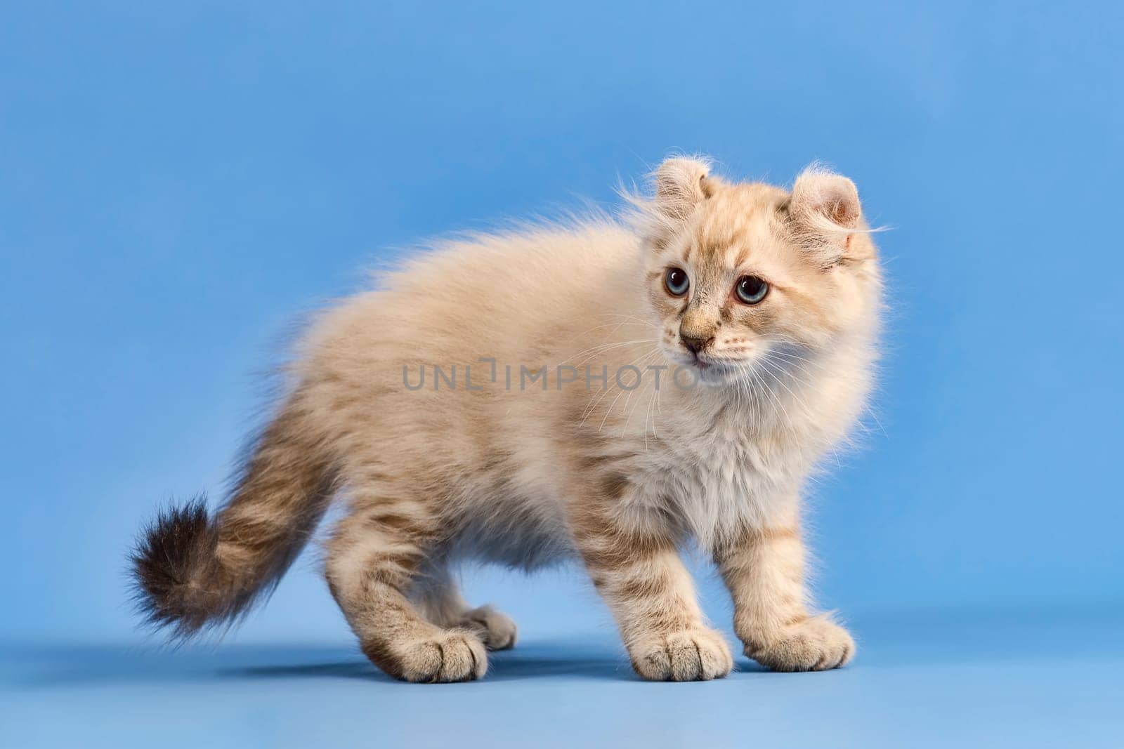 Pedigree cat American Curl (Felis silvestris catus),longhaired,standing,blue tabby point,juvenile,10 weeks,blue background