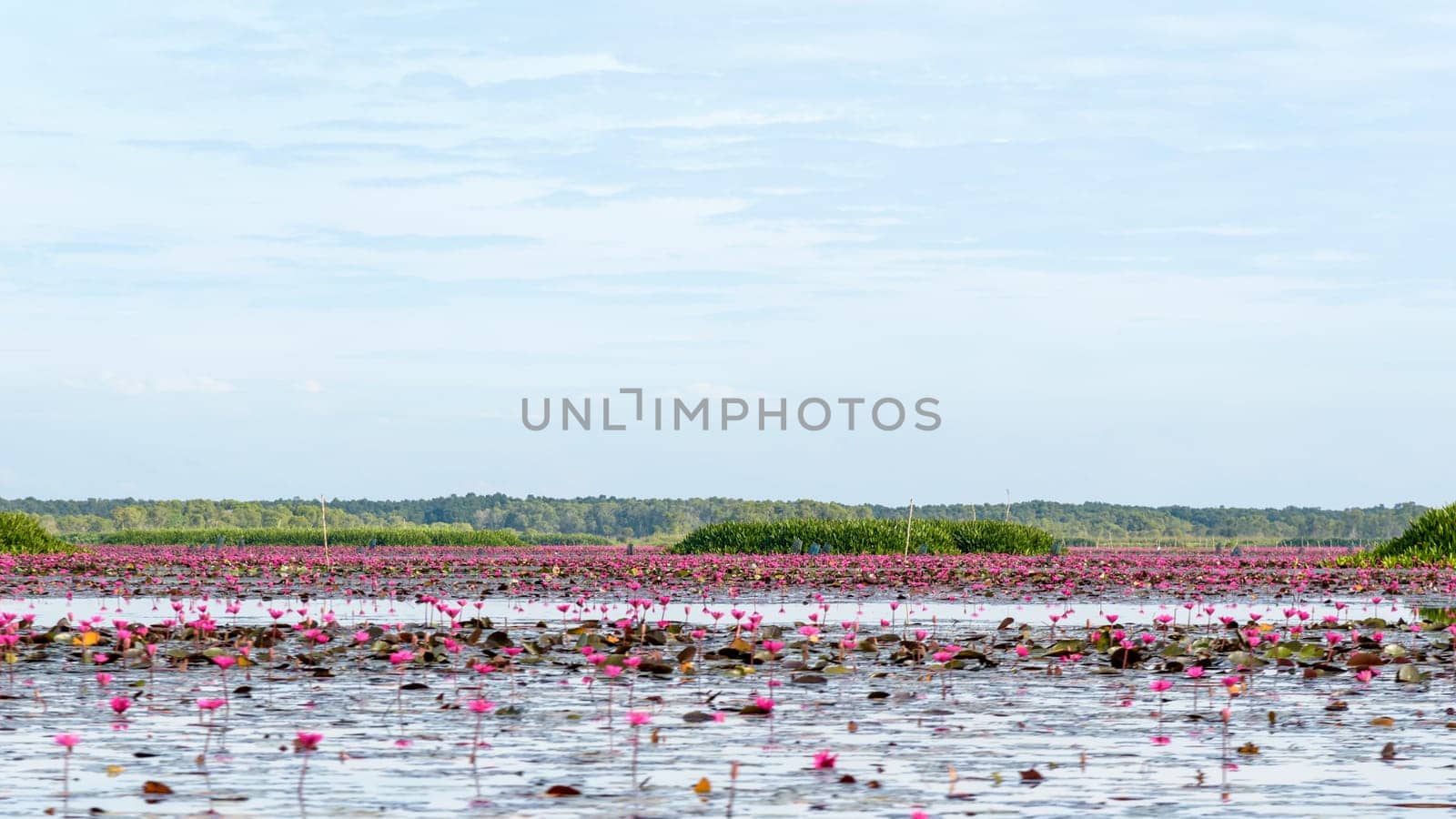 Beautiful nature landscape of many red lotus flowers or Red Indian Water Lily or Nymphaea Lotus in the pond at Thale Noi Waterfowl Reserve Park, Phatthalung province, Thailand, 16:9 wide screen