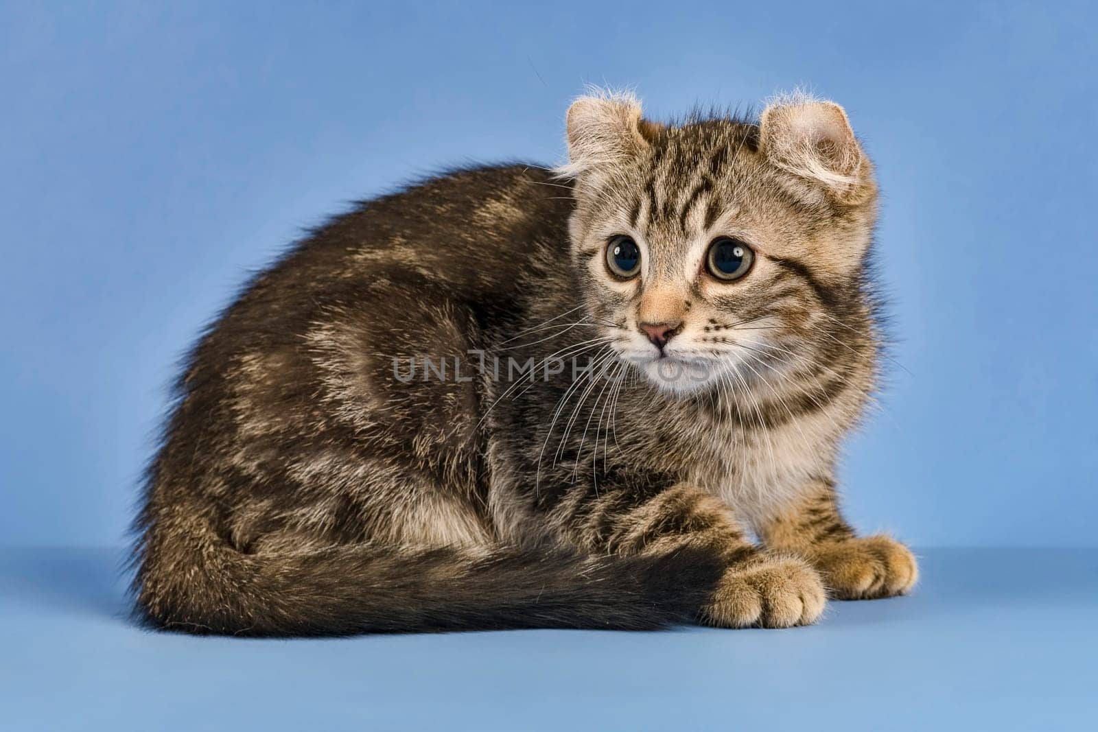 Pedigree cat American Curl (Felis silvestris catus),shorthair,sitting,black tabby blotched,cub,10 weeks,blue background