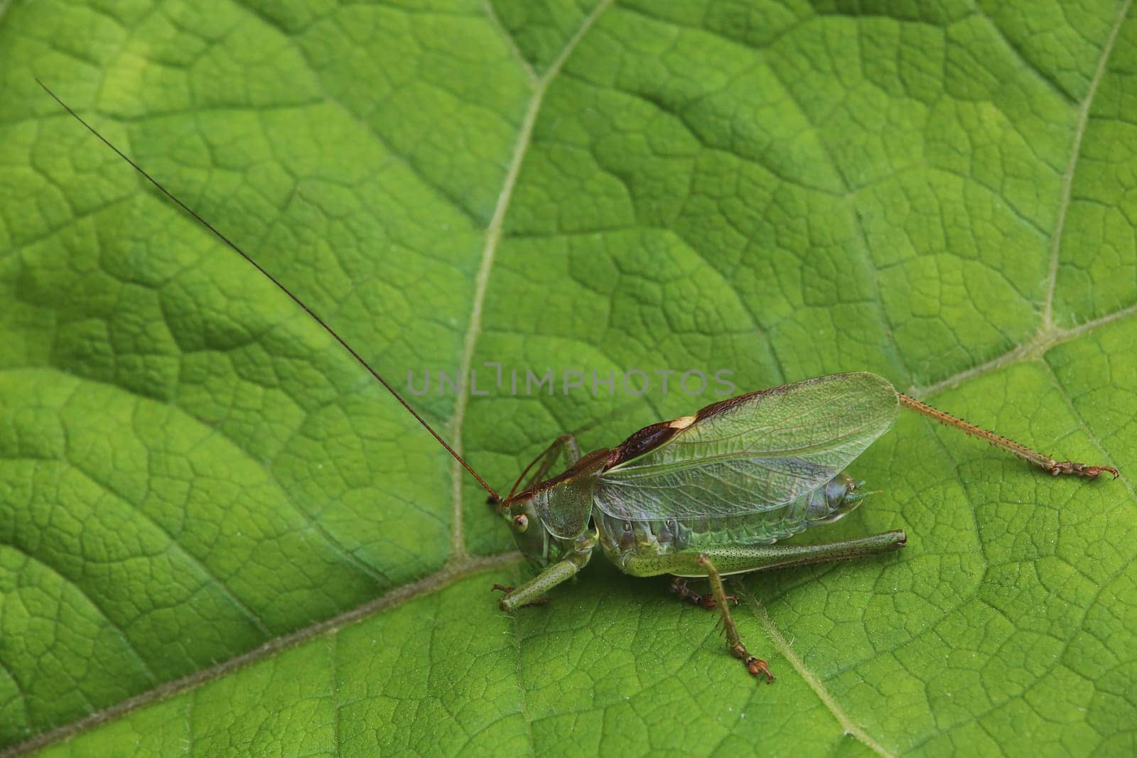 Tettigonia cantans from Hollersbach im Pinzgau