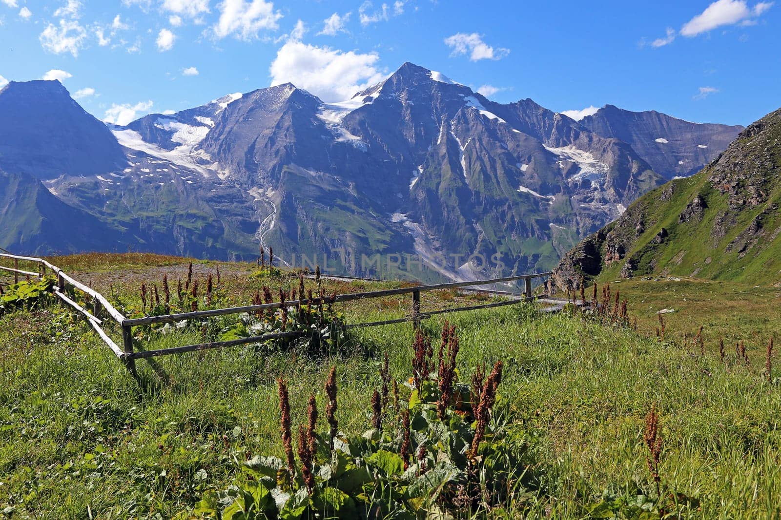 Alpine sorrel Rumex alpinus in the Hohe Tauern in front of Hoher Dock and Großer Wiesbachhorn