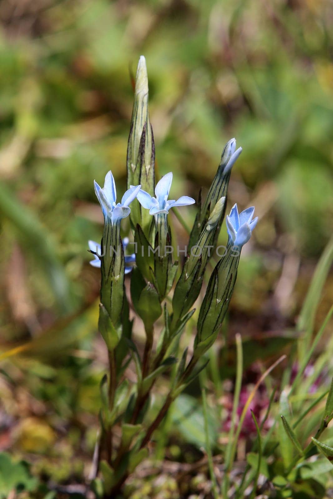 Close-up snow gentian Gentiana nivalis