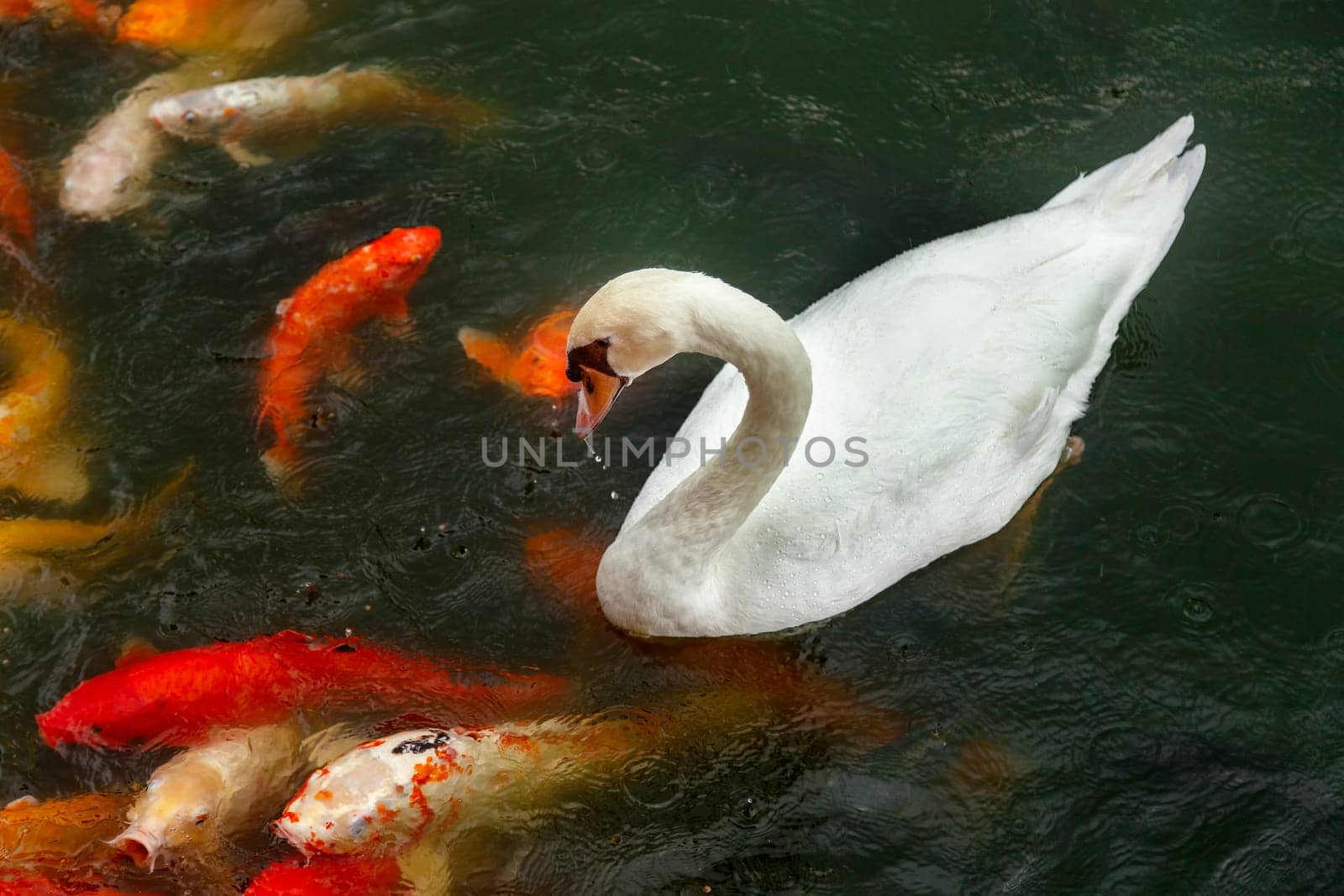Koi Fish and white swan on a pond
