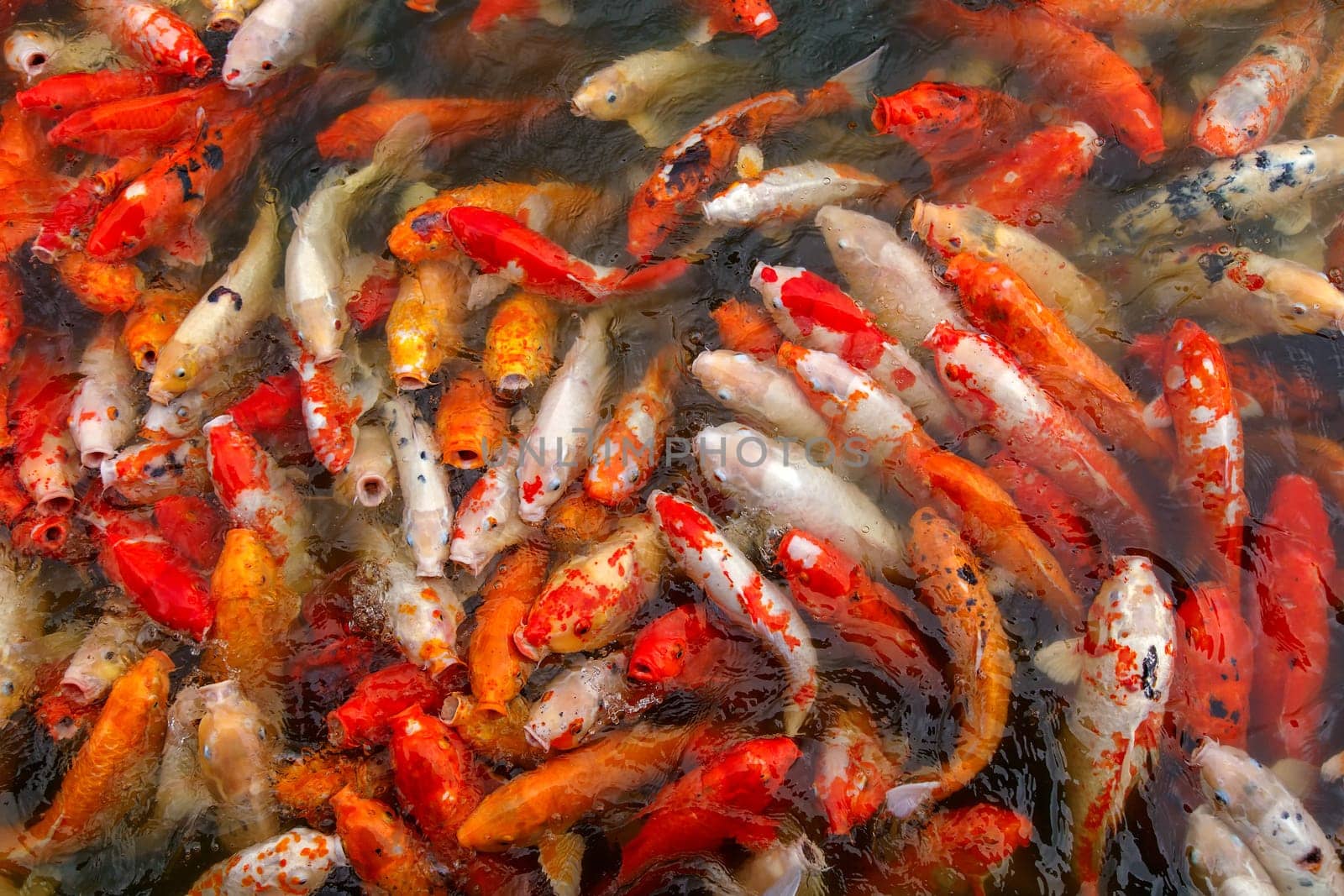 Colorful fancy carp fish,Koi fish swimming at pond, many beautiful koi fish, Feeding