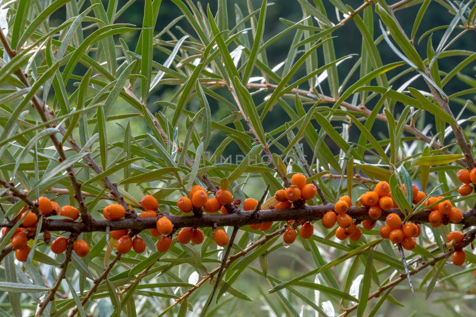 Ripe orange sea-buckthorn berries hang tightly bunched on a branch