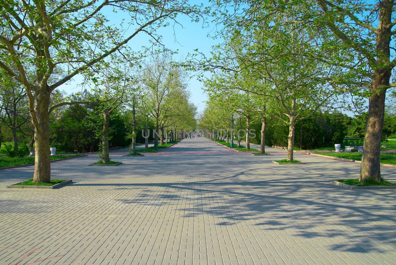 Alley in the green sunny park with grass and trees
