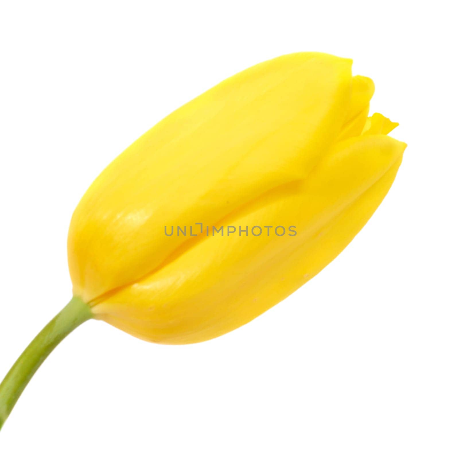 One yellow tulip isolated on white background