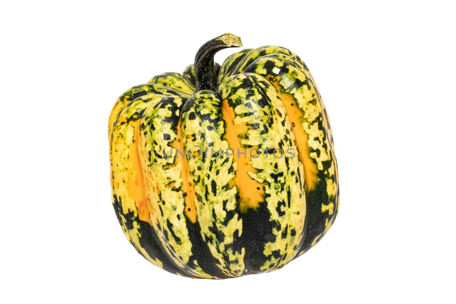 Pumpkin isolated. Close-up of a green orange Carnival or Festival pumpkin isolated on a white background. Healthy nutrition. Macro.