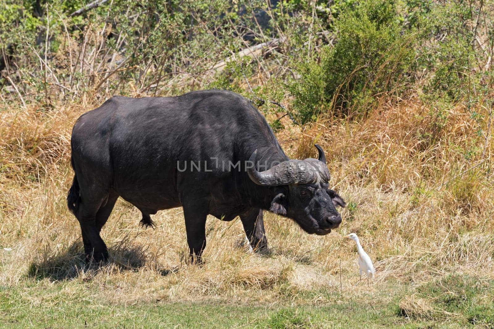 Water buffalo and Cattle egret in Moremi Park Botswana