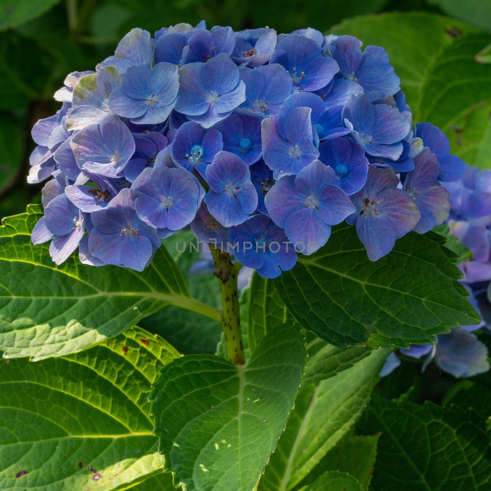 Penny mac (Hydrangea macrophylla), flowers of summer