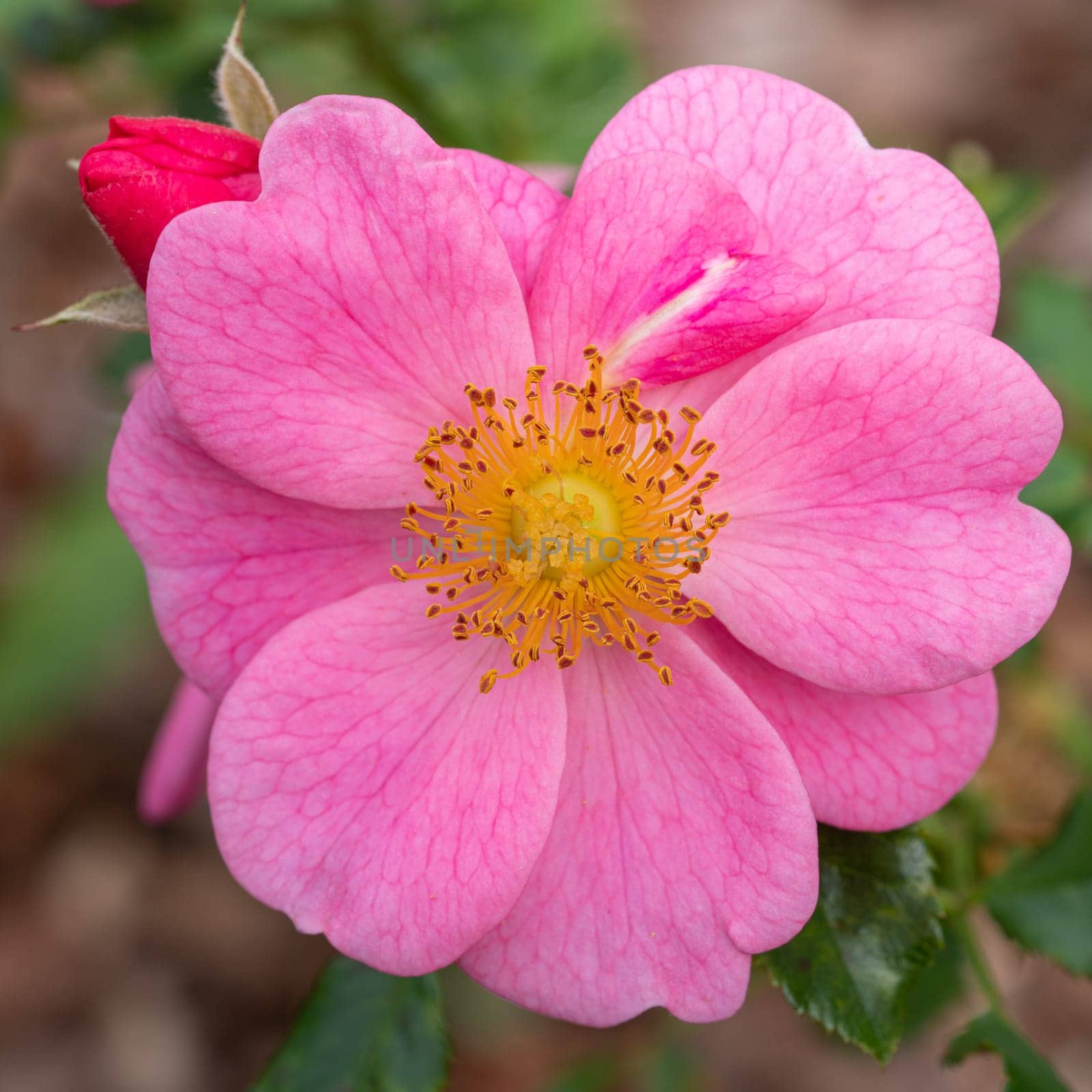 Dwarf rose (Rosa patio), bee-friendly flower of summer