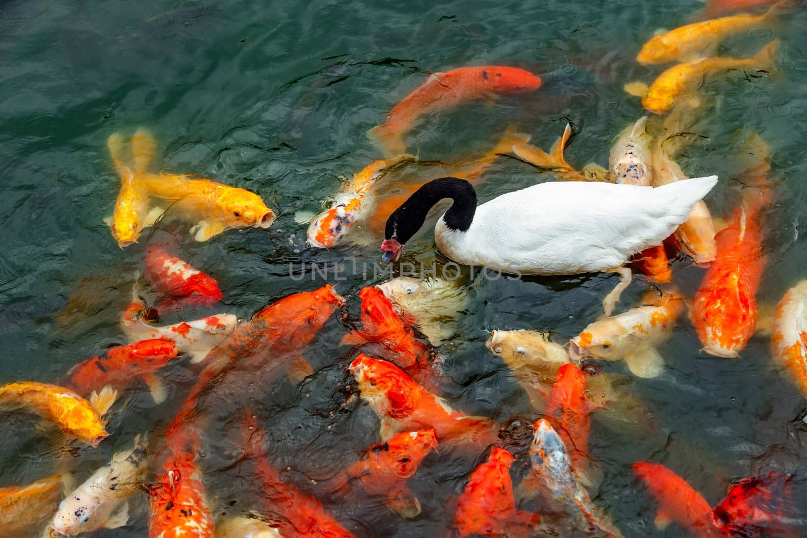 White swan with a black neck and a group of colored koi carps fighting for food