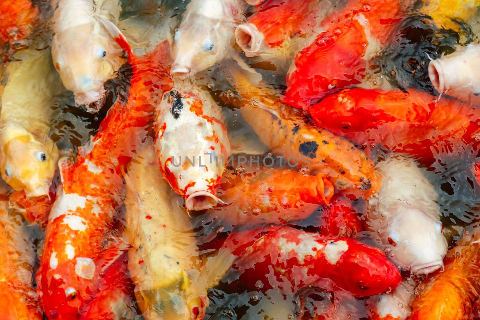 Koi carps crowding together competing for food