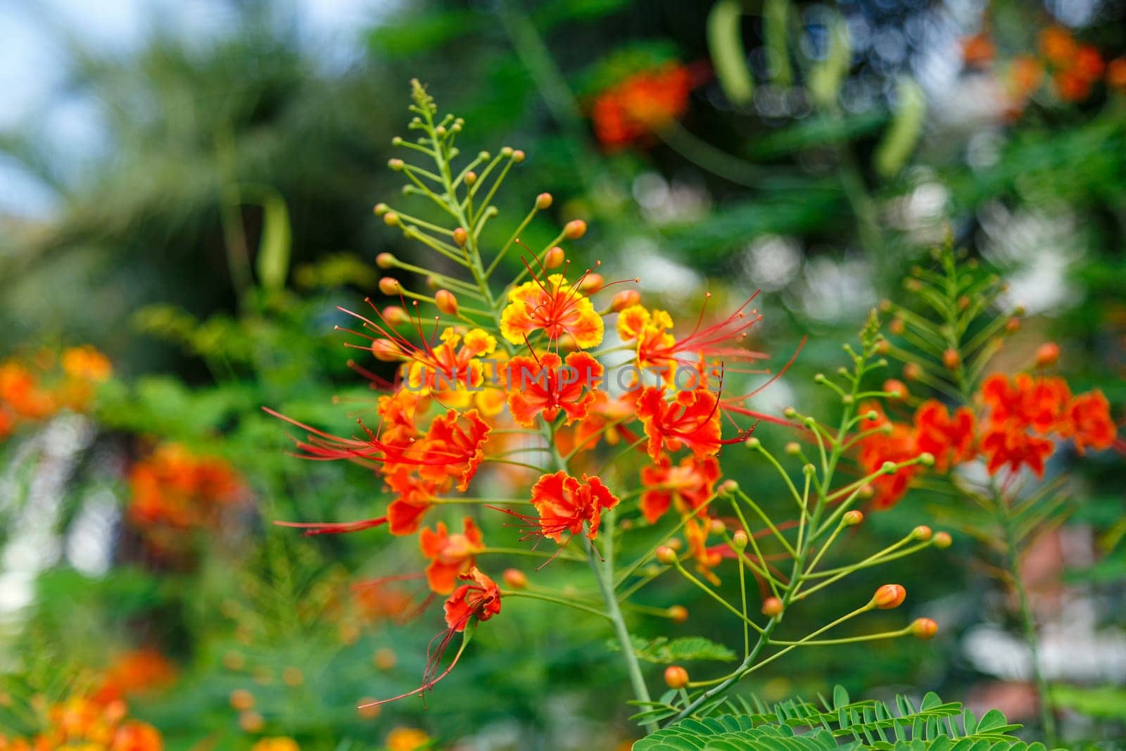 Flower from decorative grass of red color on a blurry green background in an urban flowerbed