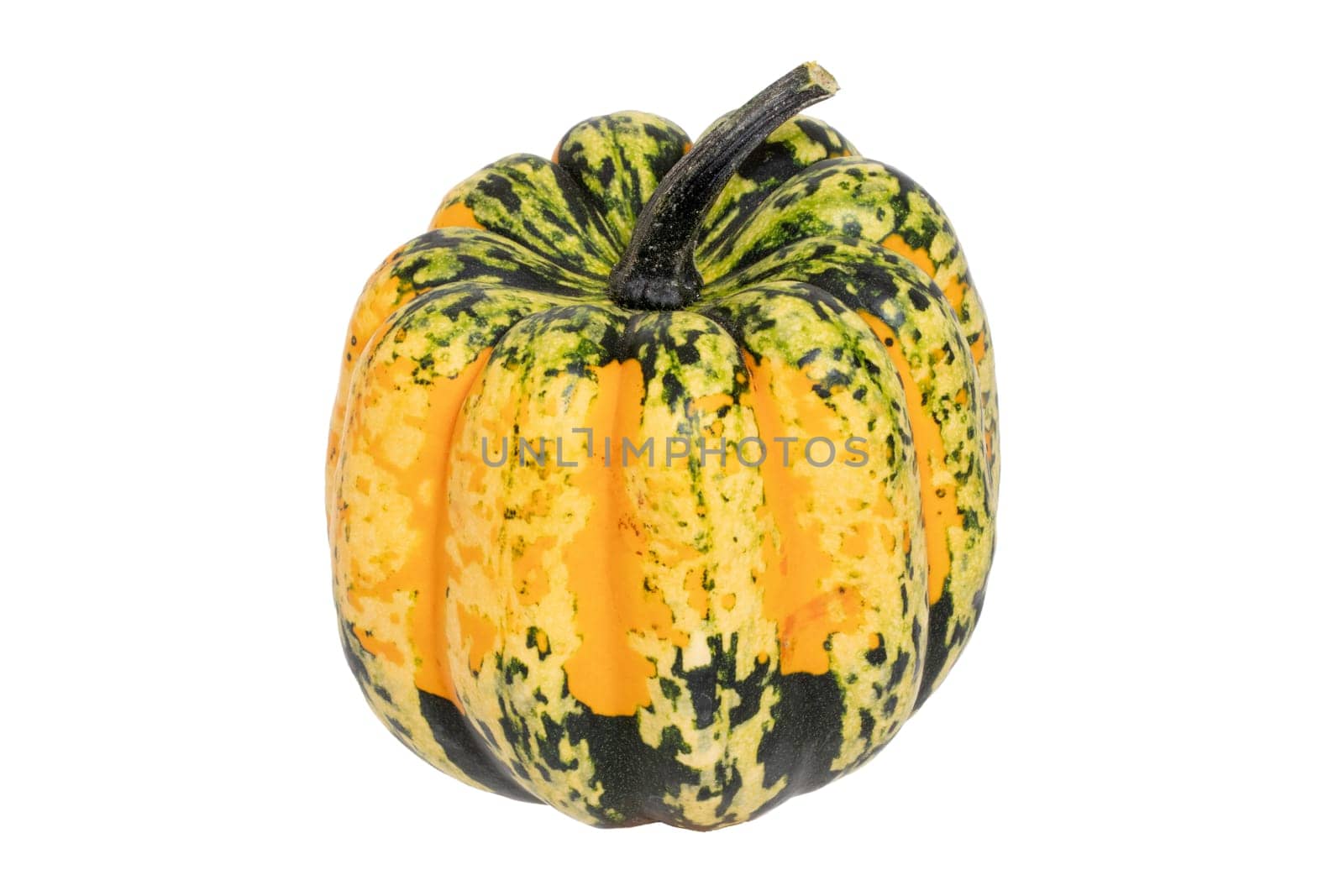 Pumpkin isolated. Close-up of a green orange Carnival or Festival pumpkin isolated on a white background. Healthy nutrition. Macro.