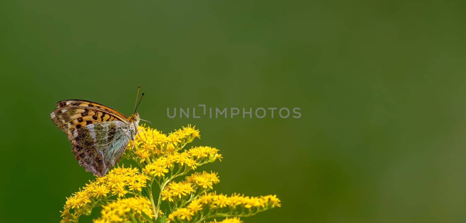 Little butterfly sits on a blossom in front of green blurred background with copy space