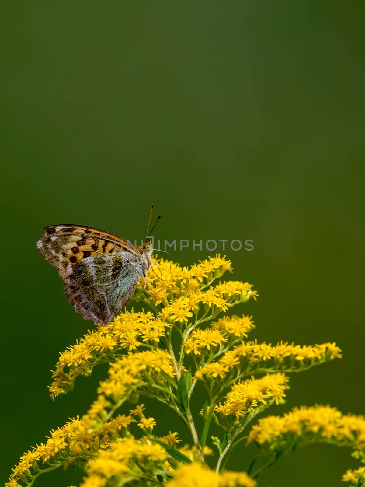 Little butterfly sits on a blossom in front of green blurred background with copy space