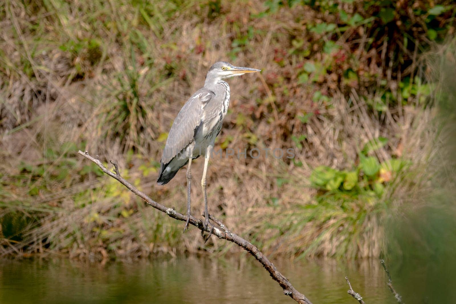 Gray Heron is sitting on a branch which stands in a lake against blurred background