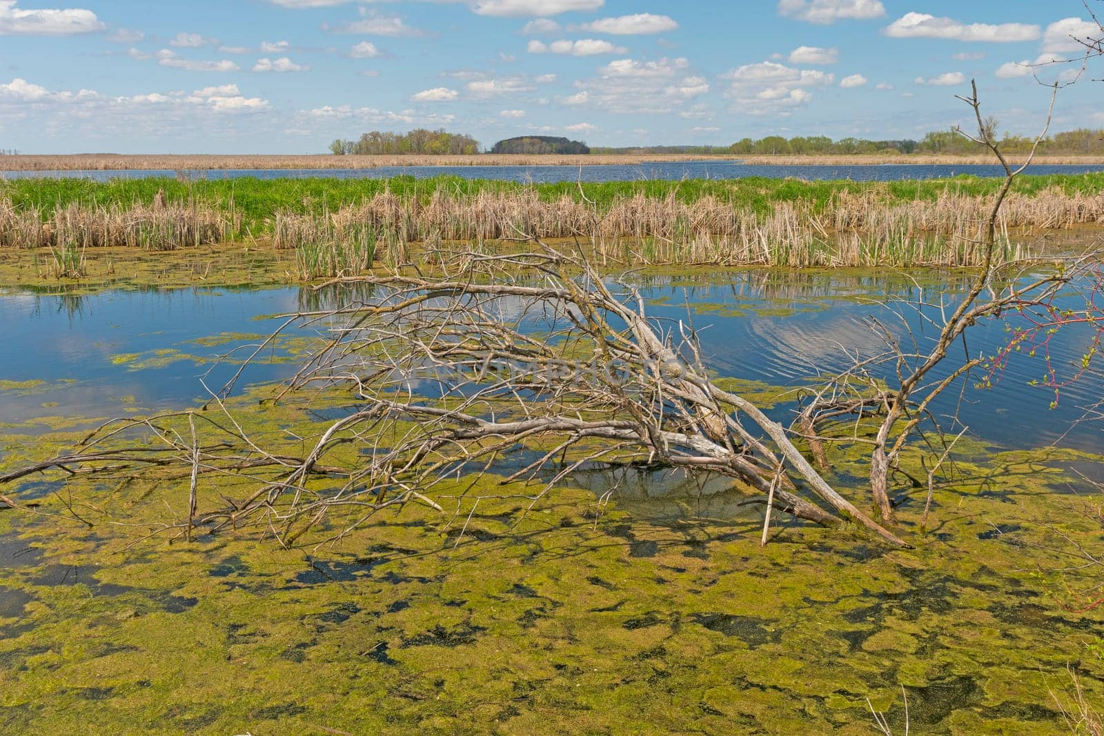 Marshland in the Spring Sun in Horican National Wildlife Refuge in Wisconsin