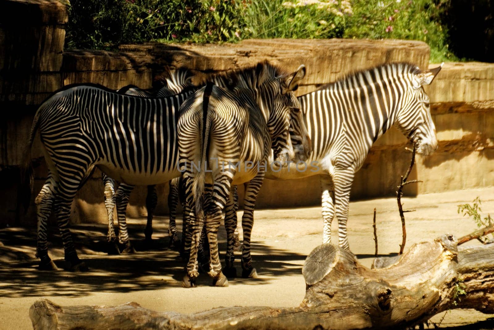Zebra