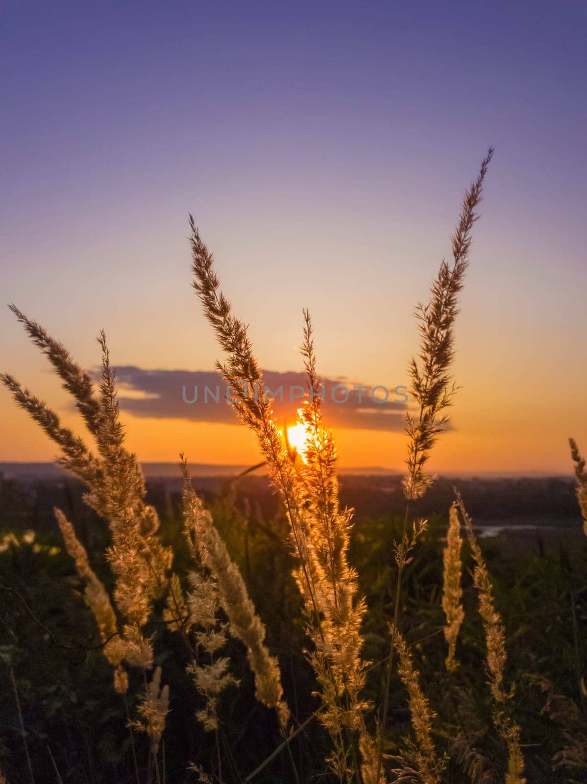 Vibrant sunset as seen through the golden reed plant seeds.