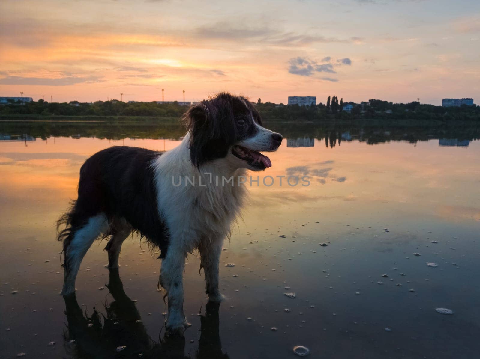 Cute dog looking aside attentive, happy emotion open mouth, standing in the lake water over the sunset clouds reflection. Idyllic countryside background, adorable pet and magic evening silence.