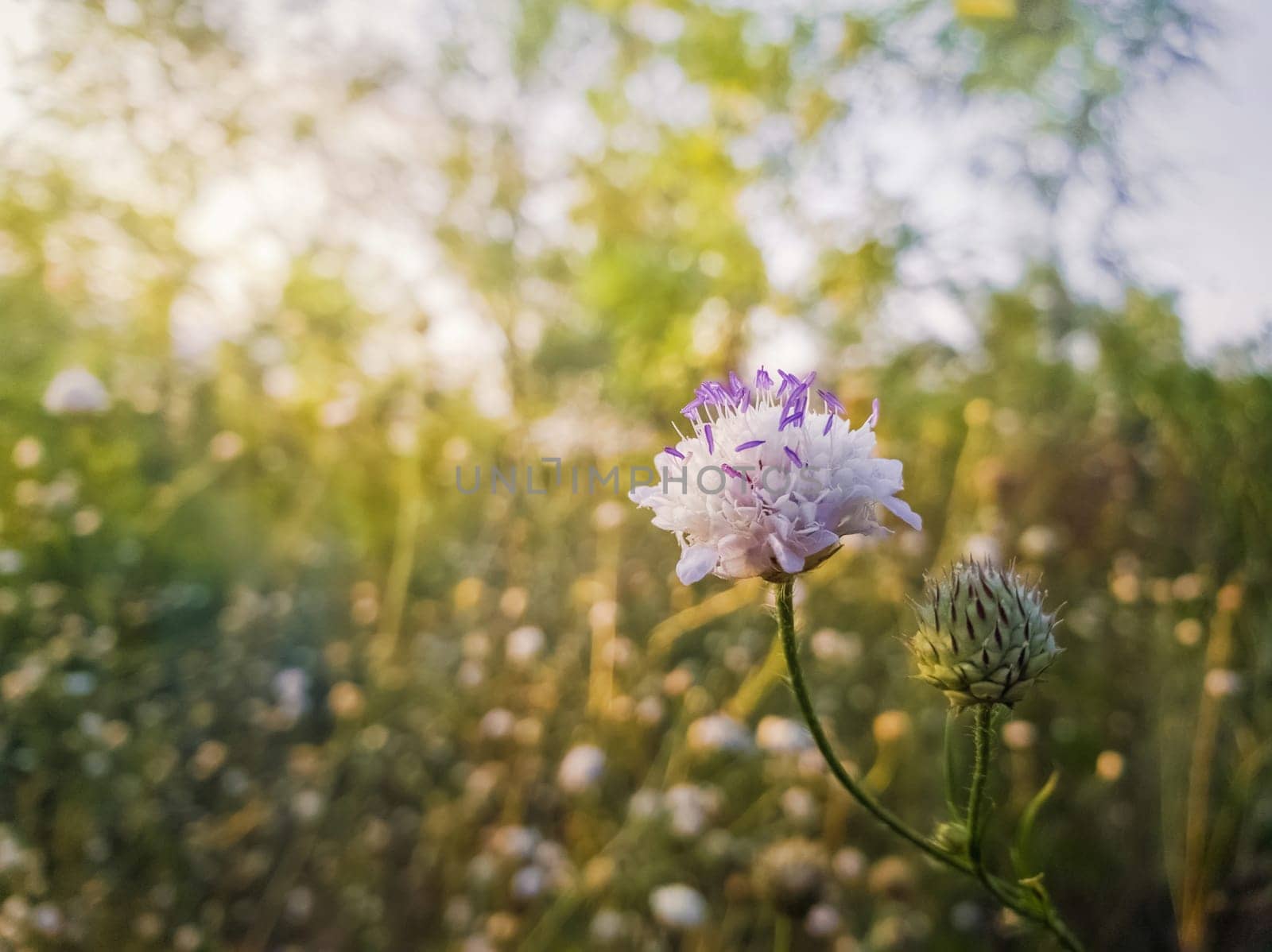 White form of Field scabious (Knautia arvensis) with purple pistils flowering in the steppe nature. Tiny wildflowers closeup.