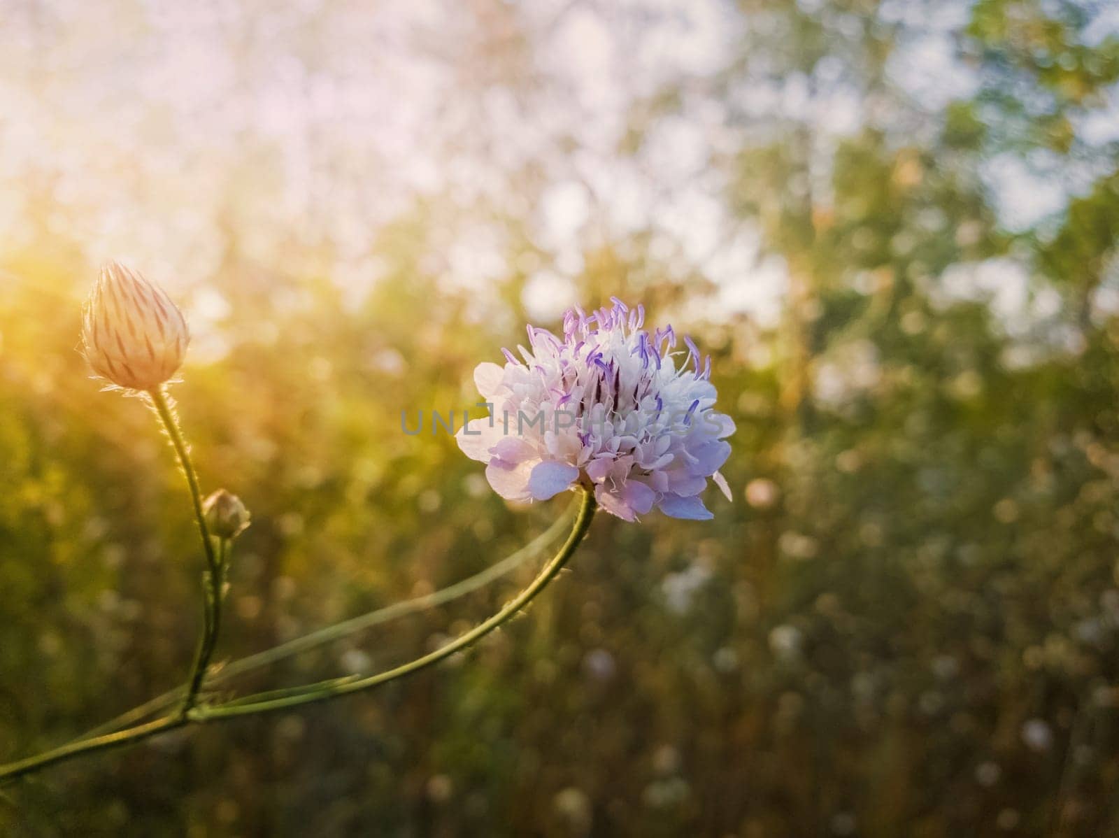 White form of Field scabious (Knautia arvensis) with purple pistils flowering in the steppe nature. Tiny wildflowers closeup.