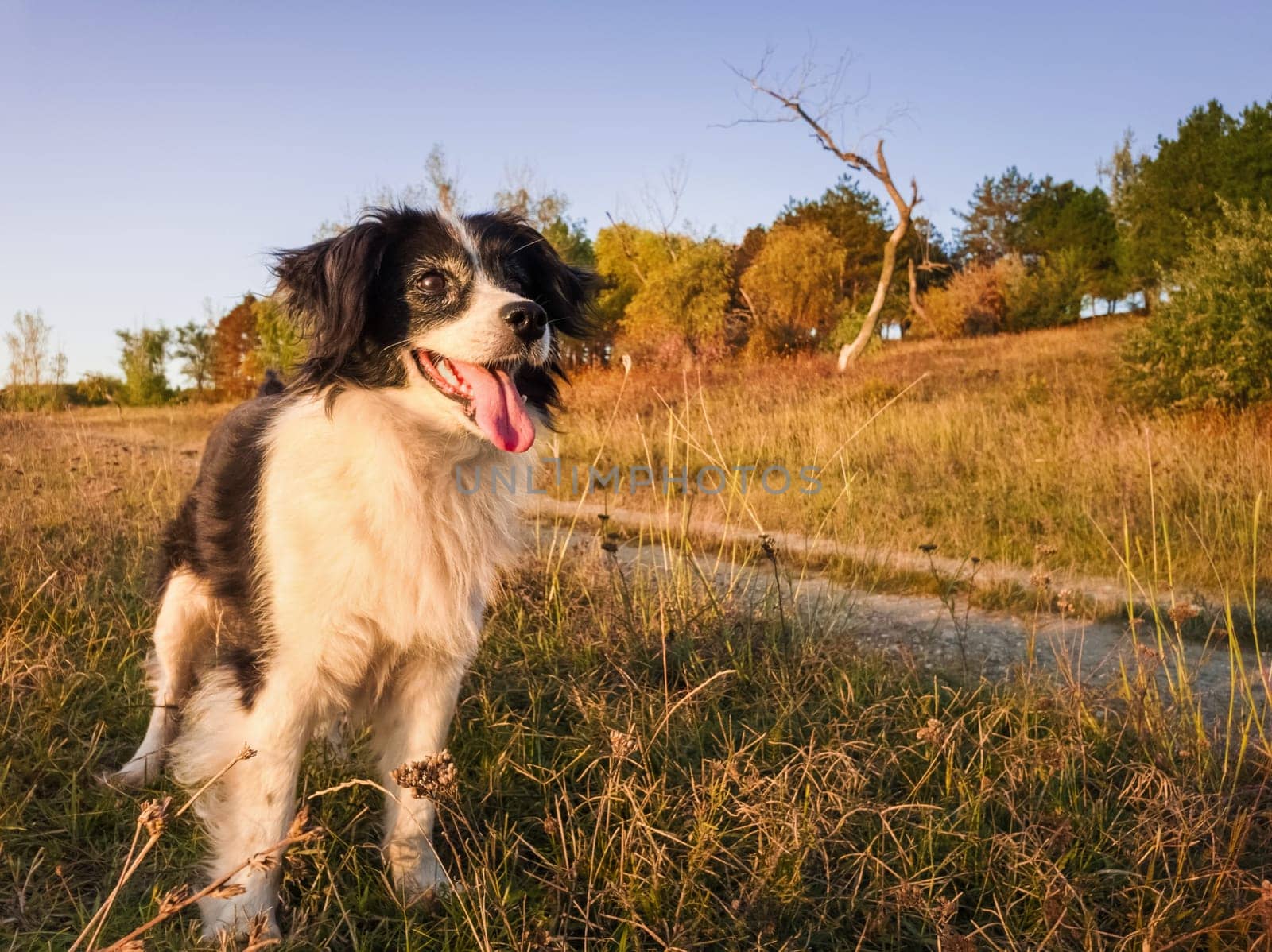 Happy old dog portrait standing on the dry grass field near the forest, seasonal autumn colors, calm sundown light.