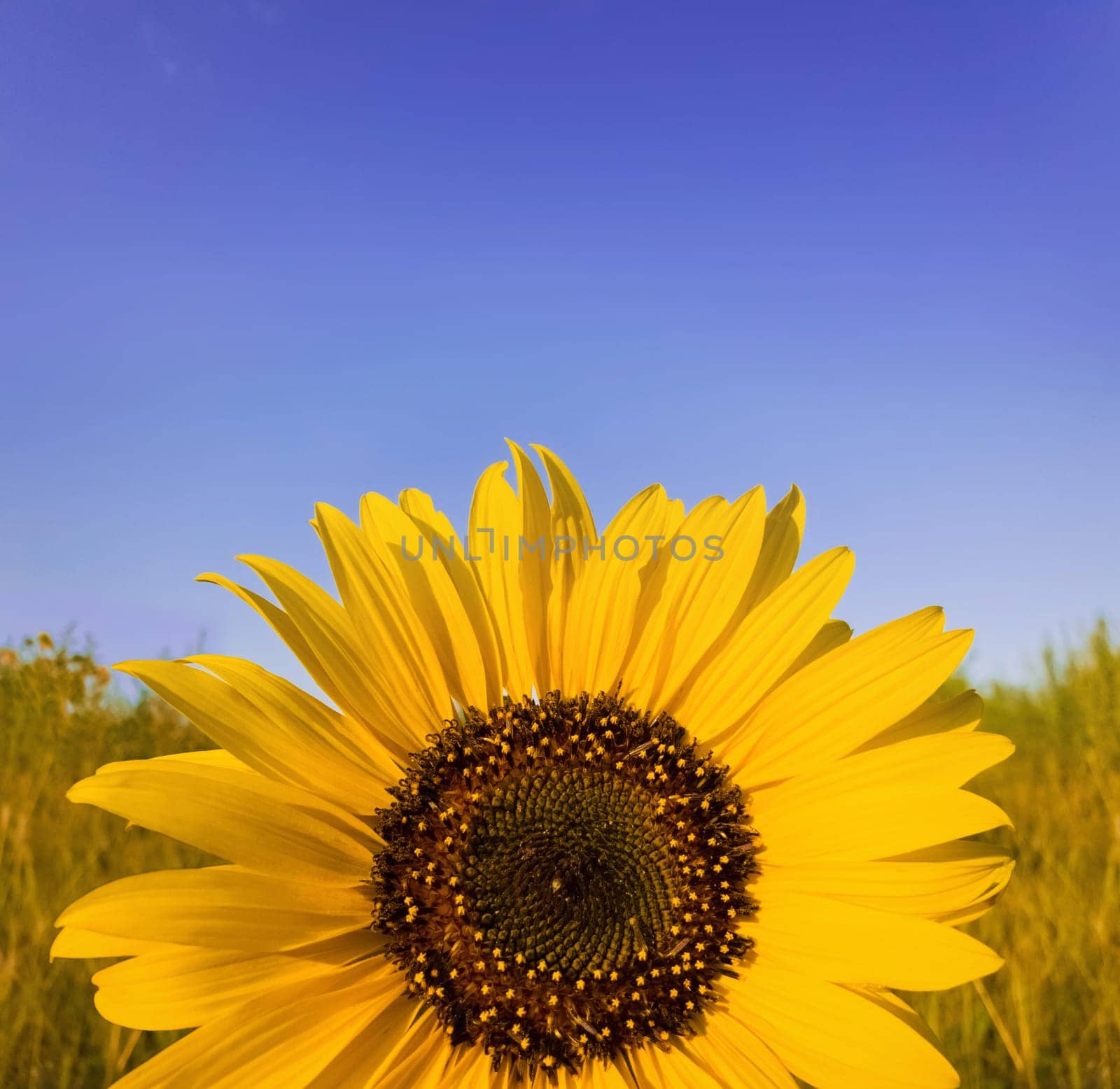 Close up of sunflower plant growing in the field over clear blue sky background in a sunny autumn day. Organic and natural yellow flower petals texture.